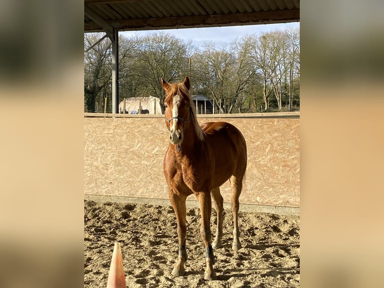 Welsh-PB Mix Castrone 6 Anni 155 cm Sauro in Pommerit le vicomte