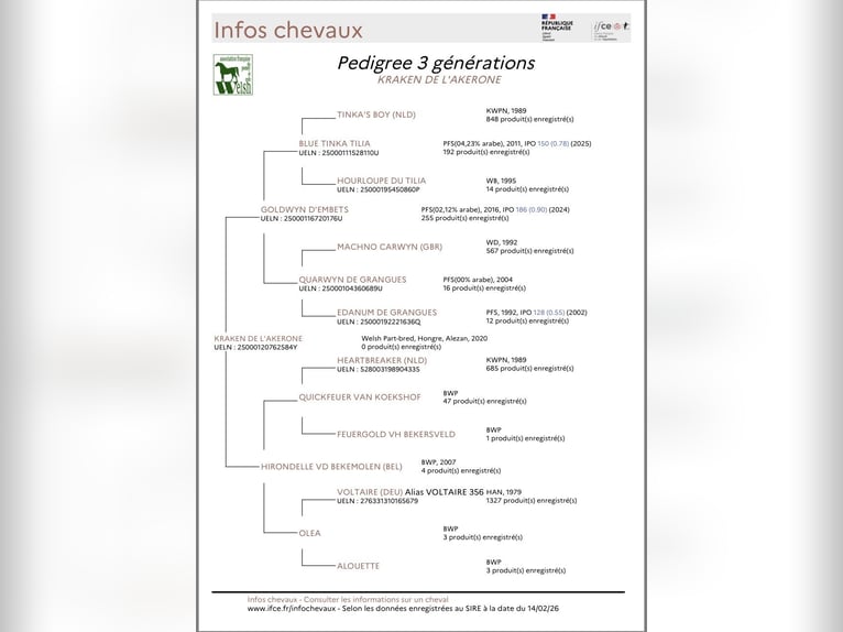 Welsh-PB Castrone 6 Anni 166 cm Sauro in Touvois