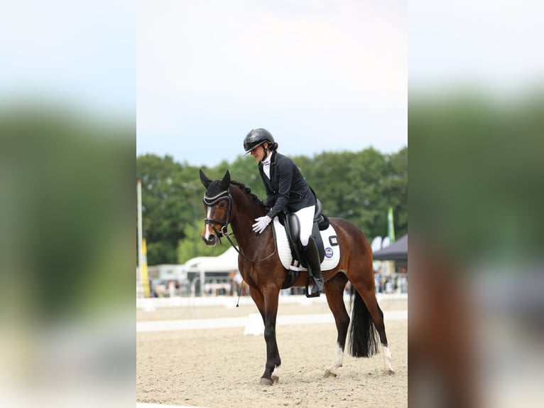 Welsh-PB Castrone 7 Anni 146 cm Baio in Heiloo