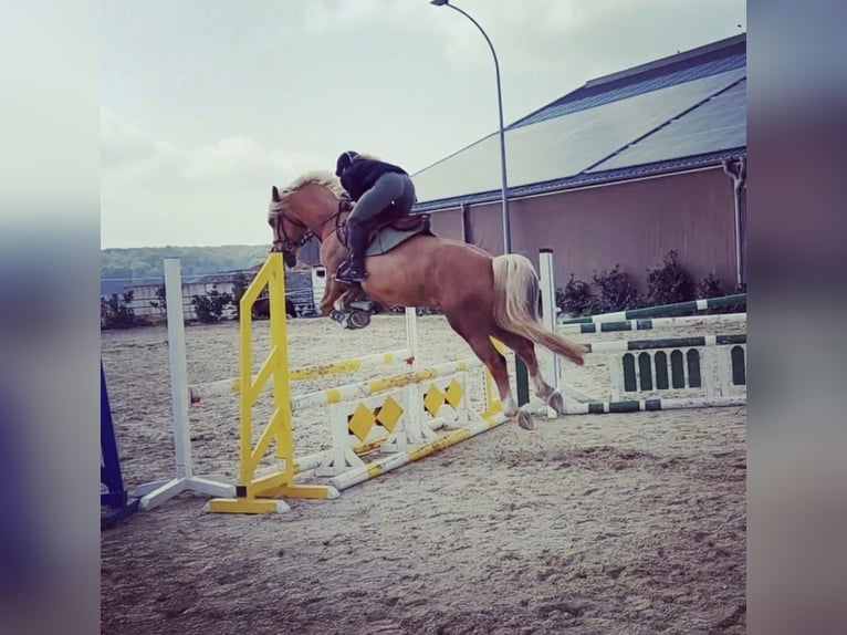 Welsh-PB Castrone 7 Anni 155 cm Palomino in Bridel