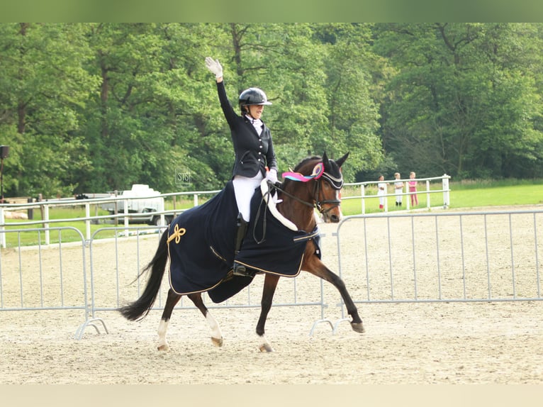 Welsh-PB Castrone 8 Anni 146 cm Baio in Heiloo