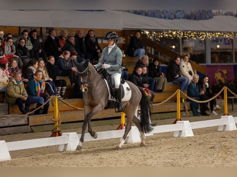 Welsh-PB Castrone 8 Anni 146 cm Baio in Heiloo