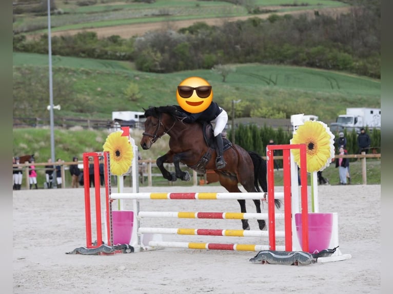 Welsh-PB Castrone Puledri (01/2026) 145 cm Sauro in Domsure