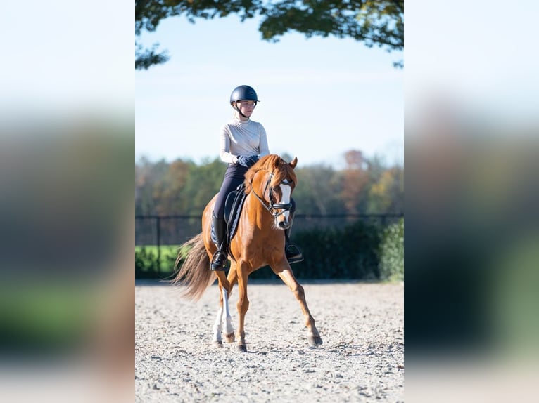 Welsh-PB Étalon 11 Ans 145 cm Alezan in Deurne