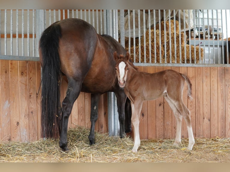 Welsh-PB Étalon 1 Année 132 cm Alezan in St. Erhard