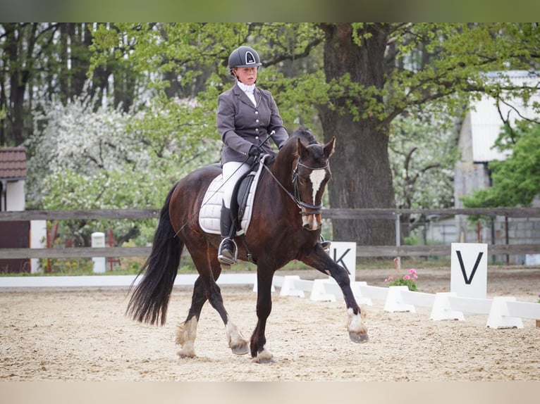 Welsh-PB Étalon 1 Année 135 cm Noir in Přeštice