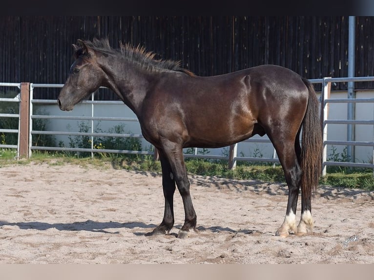 Welsh-PB Étalon 1 Année 135 cm Noir in Přeštice