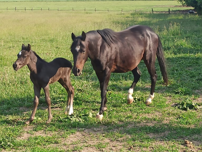 Welsh-PB Étalon 1 Année 135 cm Noir in Přeštice