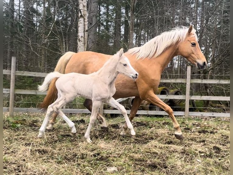 Welsh-PB Étalon 1 Année 147 cm Palomino in Kalmar