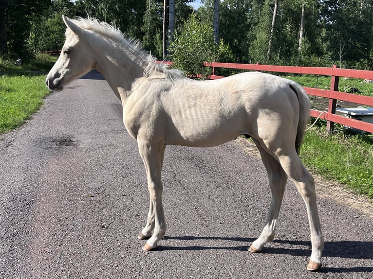 Welsh-PB Étalon 1 Année 147 cm Palomino in Kalmar