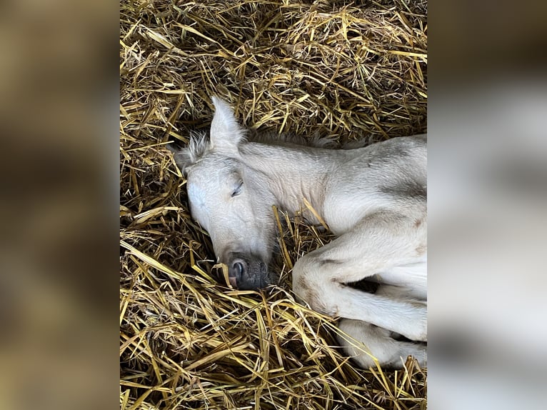 Welsh-PB Étalon 1 Année 150 cm Palomino in Norderstedt