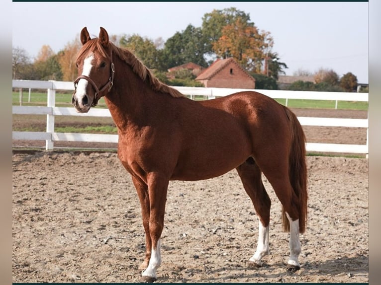 Welsh-PB Croisé Étalon 1 Année Alezan in Zawada