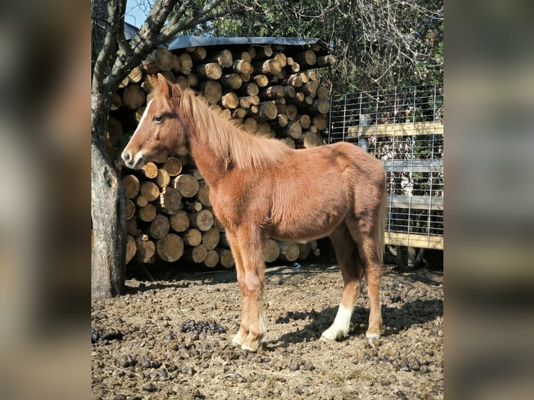 Welsh-PB Croisé Étalon 1 Année Alezan in Zawada