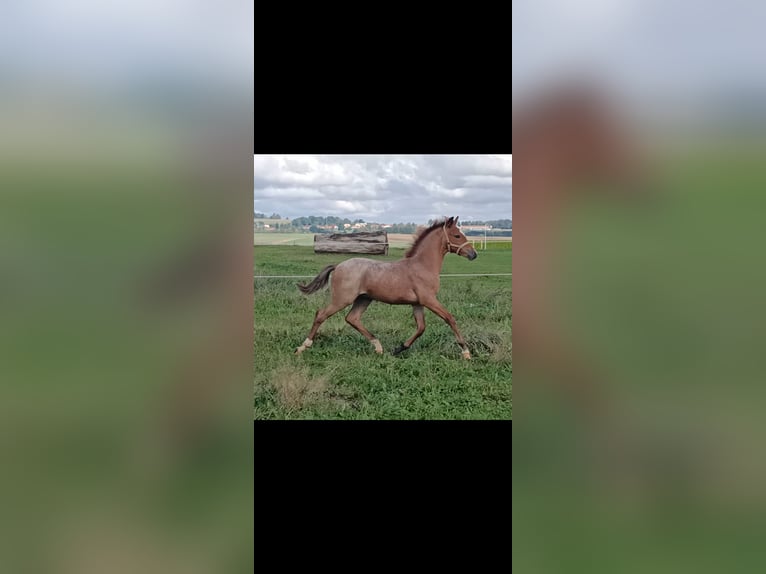 Welsh-PB Étalon 1 Année Rouan Rouge in Besednice