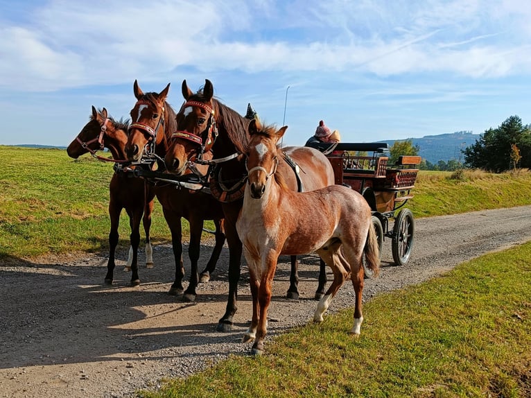 Welsh-PB Étalon 1 Année Rouan Rouge in Besednice