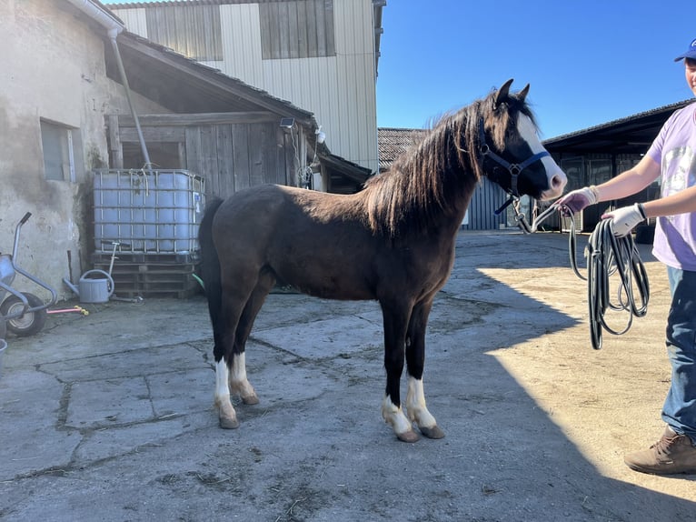 Welsh-PB Étalon 2 Ans 125 cm Noir in Insming