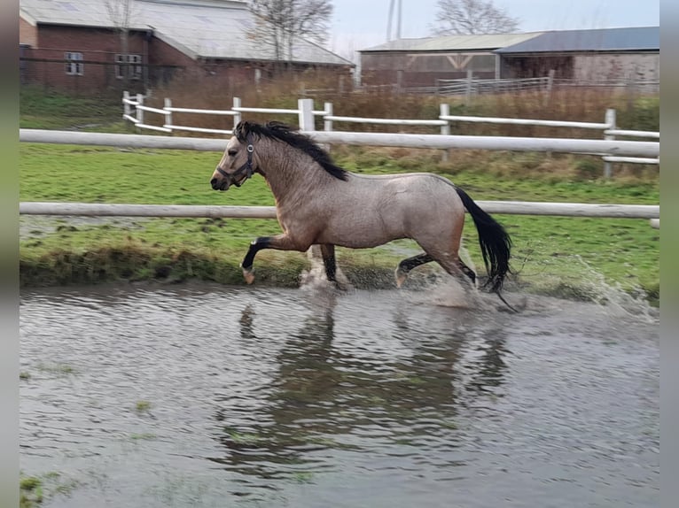 Welsh-PB Étalon 2 Ans 127 cm Buckskin in Gudendorf