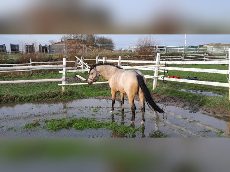 Welsh-PB Étalon 2 Ans 127 cm Buckskin in Gudendorf