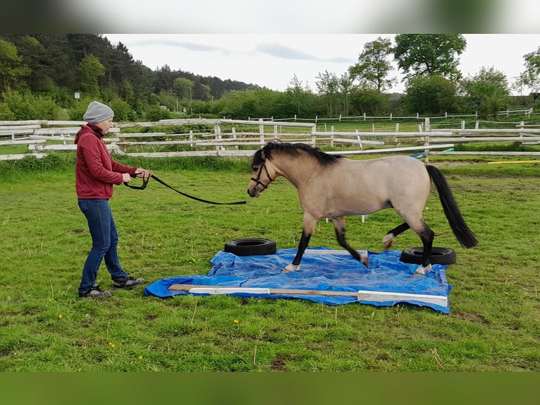 Welsh-PB Étalon 2 Ans 127 cm Buckskin in Gudendorf