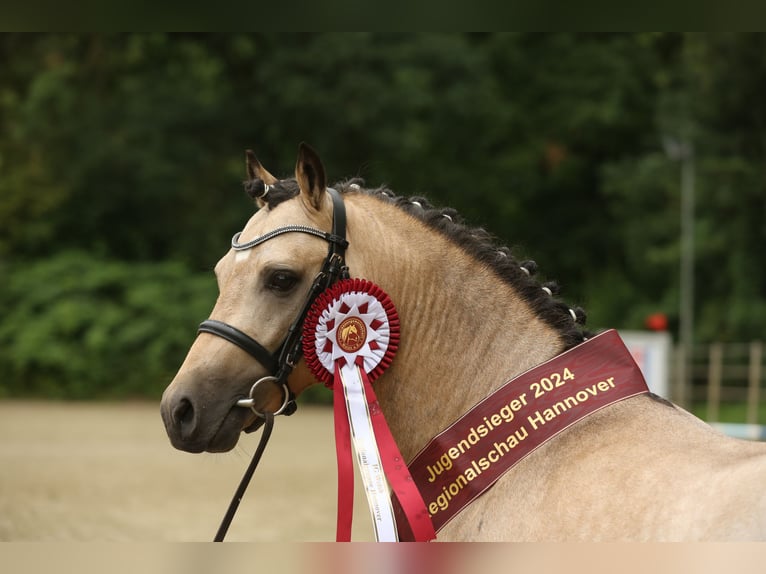 Welsh-PB Étalon 2 Ans 127 cm Buckskin in Gudendorf