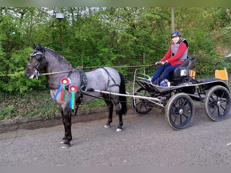 Welsh-PB Étalon 2 Ans 127 cm Buckskin in Gudendorf