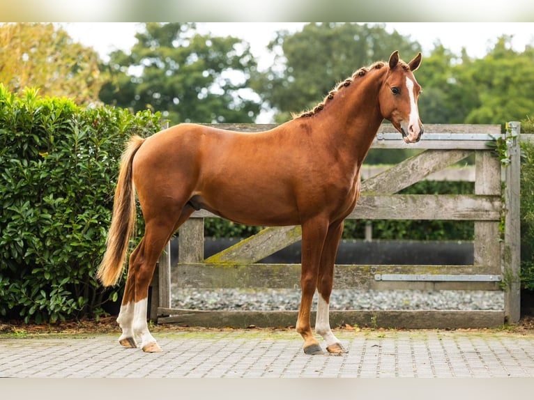 Welsh-PB Étalon 2 Ans 148 cm Alezan in Helden