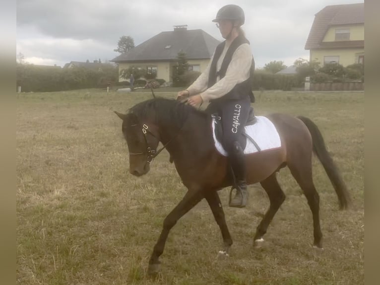 Welsh-PB Étalon 3 Ans 132 cm Bai brun in Huldange