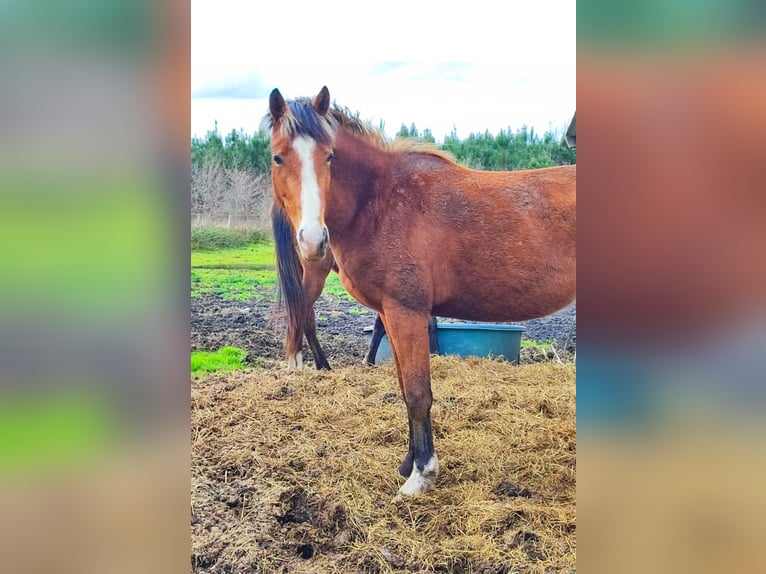 Welsh-PB Étalon 3 Ans 139 cm Bai in CAPTIEUX