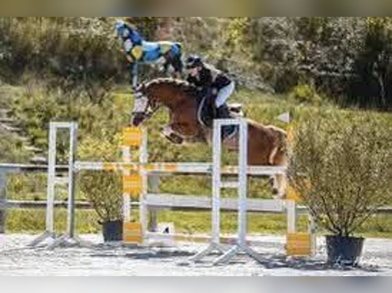 Welsh-PB Étalon 3 Ans 139 cm Bai in CAPTIEUX