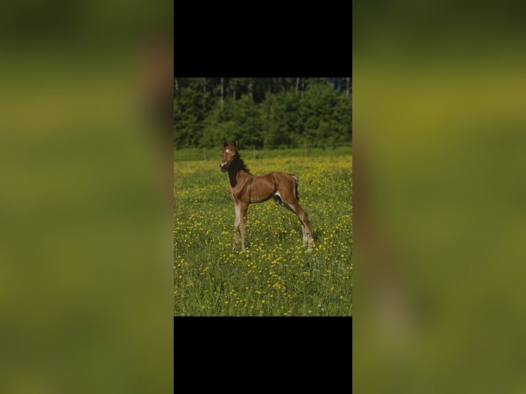 Welsh-PB Étalon Poulain (06/2026) 145 cm Bai cerise in Säffle