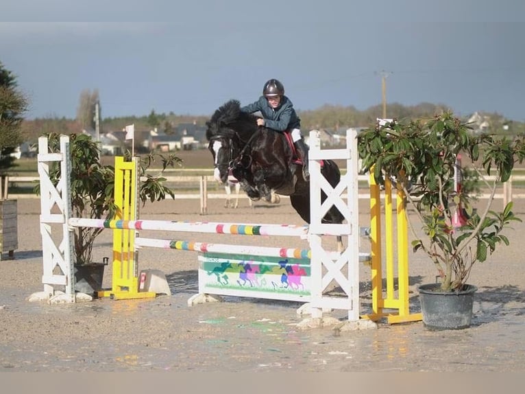Welsh-PB Étalon  145 cm Bai clair in Montreuil-Bonnin