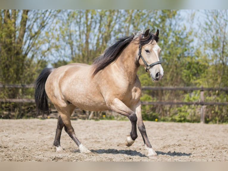 Welsh-PB Étalon Poulain (05/2024) 150 cm Buckskin in Bleiswijk