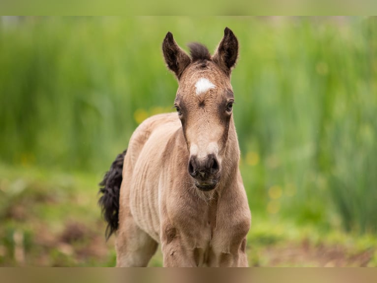 Welsh-PB Étalon Poulain (05/2024) 150 cm Buckskin in Bleiswijk