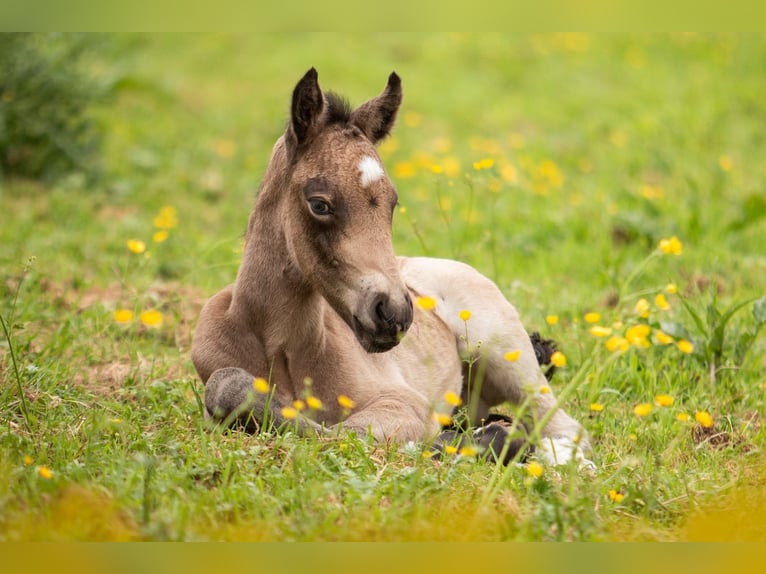 Welsh-PB Étalon Poulain (05/2024) 150 cm Buckskin in Bleiswijk