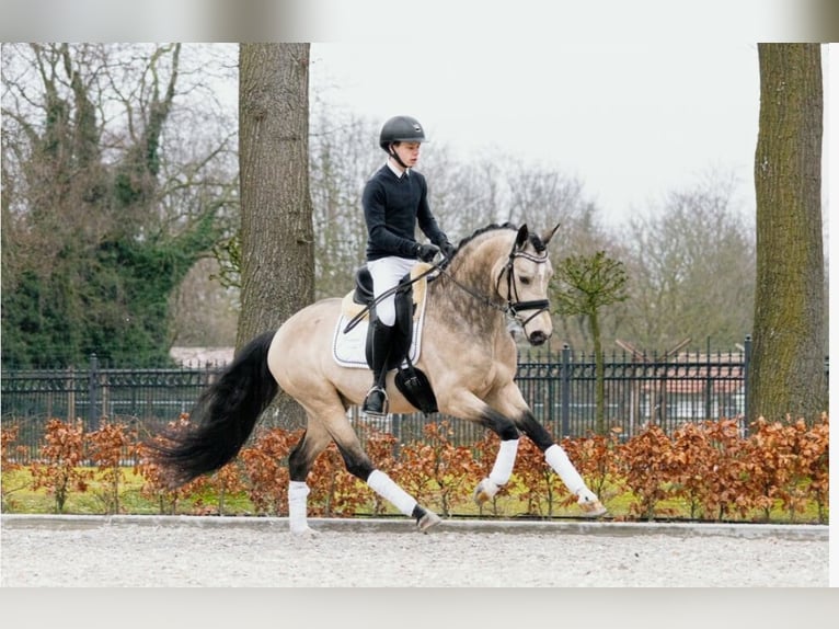 Welsh-PB Étalon Poulain (05/2024) 150 cm Buckskin in Bleiswijk