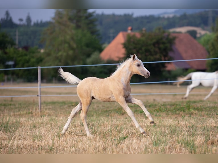 Welsh-PB Étalon Poulain (05/2026) Cremello in Gurbrü