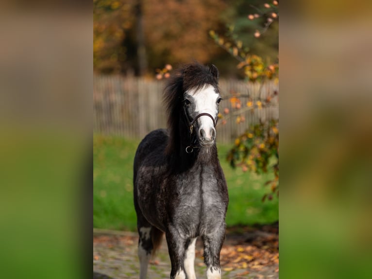 Welsh-PB Étalon Poulain (04/2025) Gris in GROTE-BROGEL