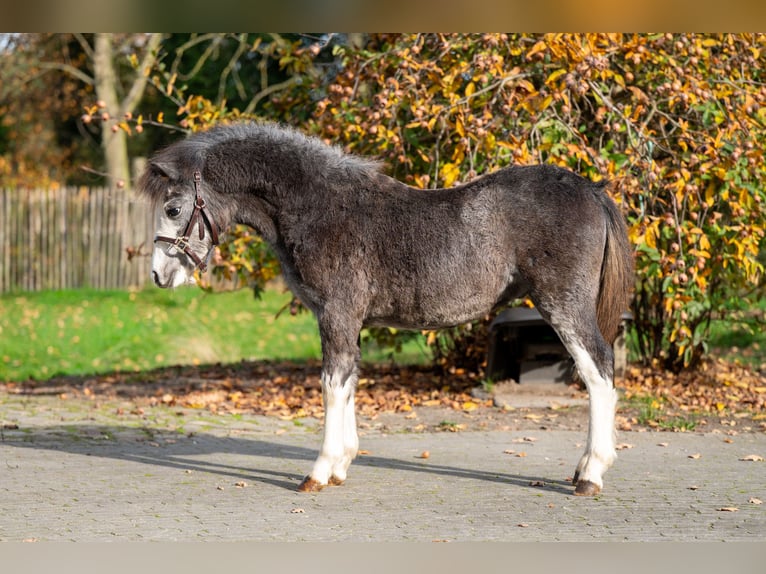 Welsh-PB Étalon Poulain (04/2025) Gris in GROTE-BROGEL