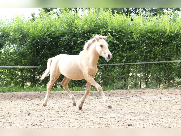 Welsh-PB Étalon Poulain (05/2025) Isabelle in Pisek