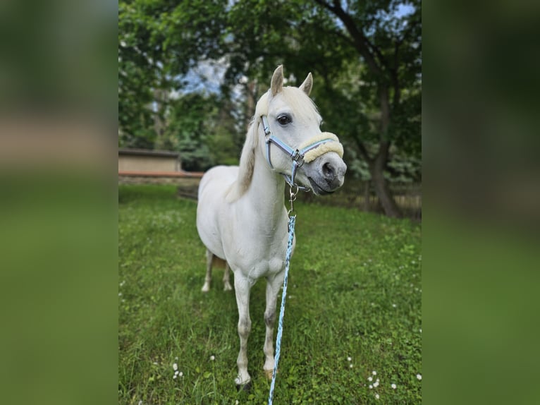 Welsh-PB Giumenta 11 Anni 127 cm Grigio in Gera