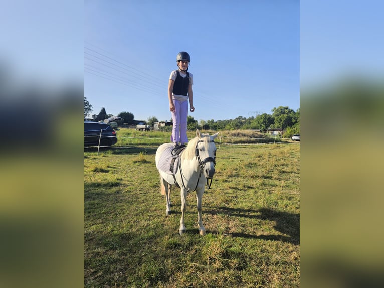 Welsh-PB Giumenta 12 Anni 127 cm Grigio in Gera