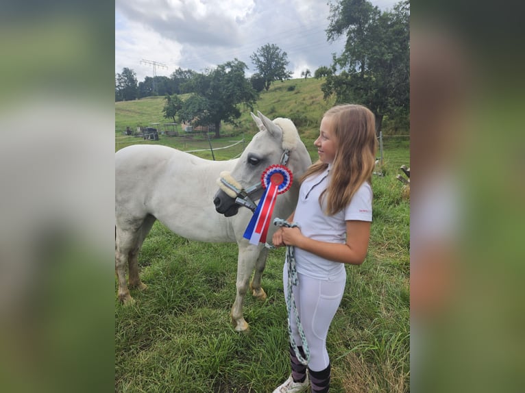 Welsh-PB Giumenta 12 Anni 127 cm Grigio in Gera