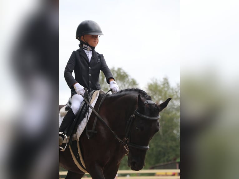Welsh-PB Mix Giumenta 12 Anni 130 cm Morello in Нижний Новгород 137