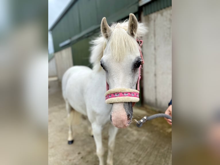 Welsh-PB Giumenta 13 Anni 130 cm Grigio in Sligo