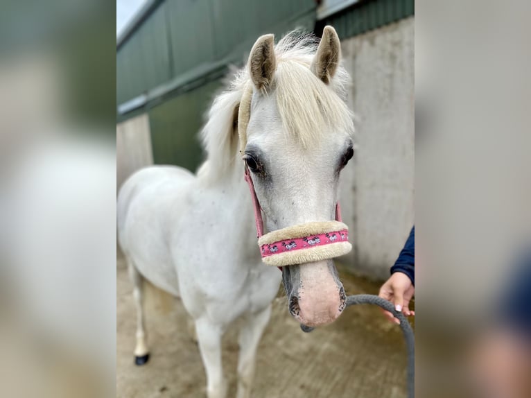 Welsh-PB Giumenta 13 Anni 130 cm Grigio in Sligo