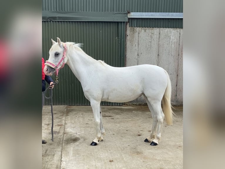 Welsh-PB Giumenta 13 Anni 130 cm Grigio in Sligo