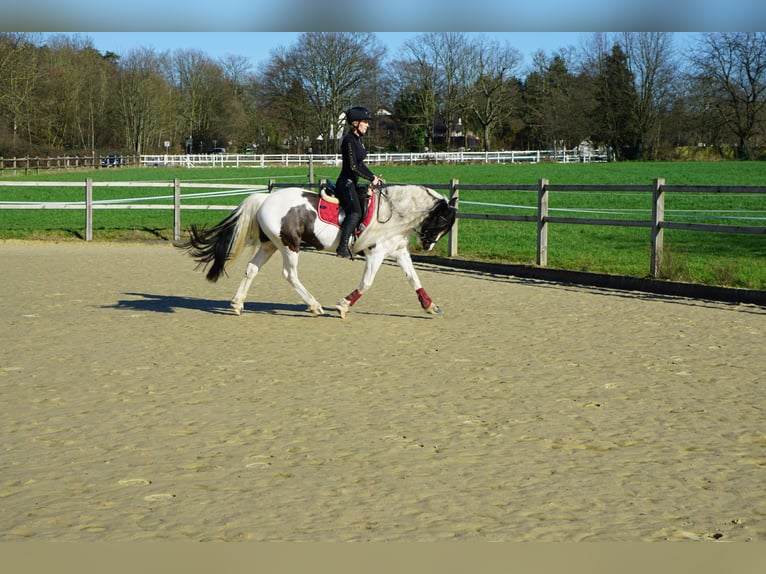 Welsh-PB Giumenta 13 Anni 146 cm Pezzato in Langenfeld
