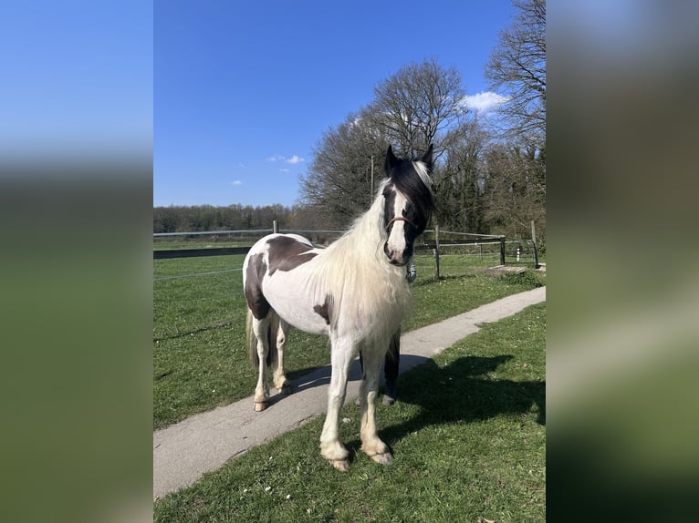 Welsh-PB Giumenta 13 Anni 146 cm Pezzato in Langenfeld