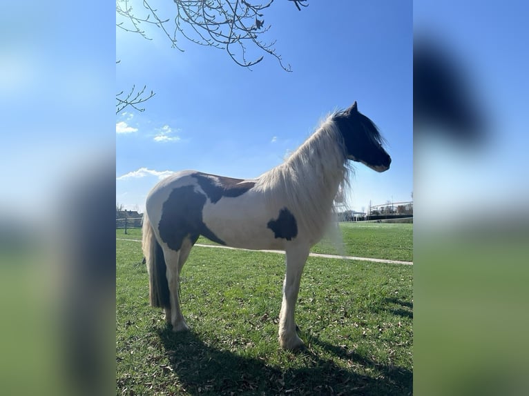 Welsh-PB Giumenta 13 Anni 146 cm Pezzato in Langenfeld