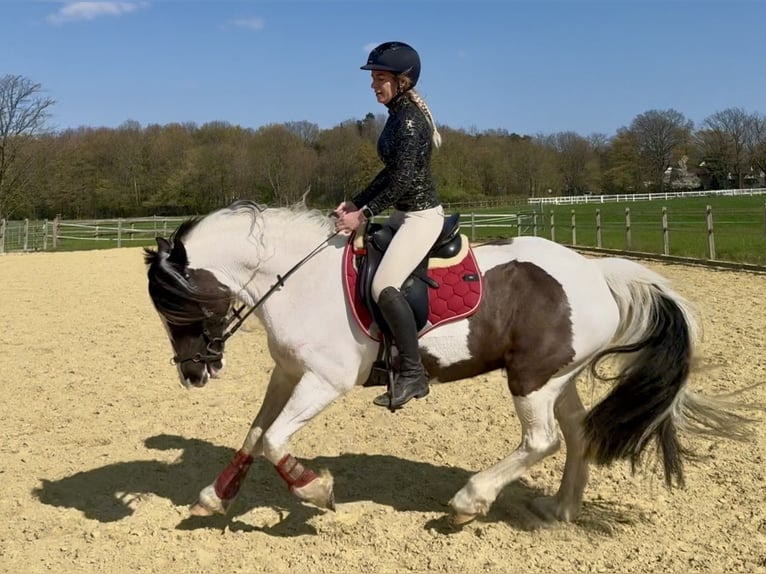 Welsh-PB Giumenta 13 Anni 146 cm Pezzato in Langenfeld